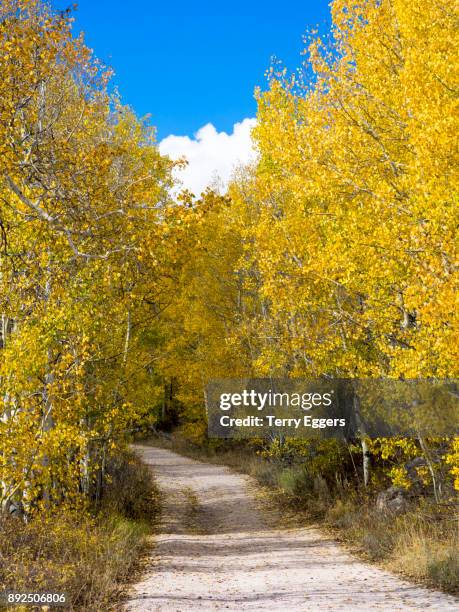 back road through colorful aspens in logan canyon utah in the autumn - wasatch cache national forest stock pictures, royalty-free photos & images