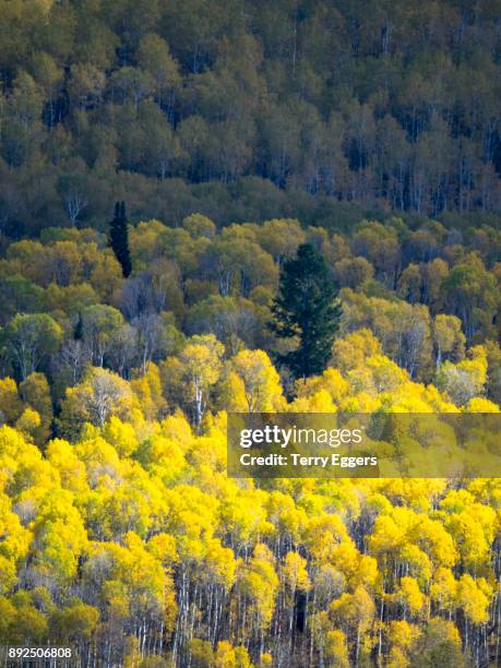 colorful aspens in logan canyon utah in the autumn - wasatch cache national forest stock-fotos und bilder