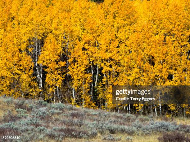 colorful aspens in logan canyon utah in the autumn - wasatch cache national forest stock pictures, royalty-free photos & images