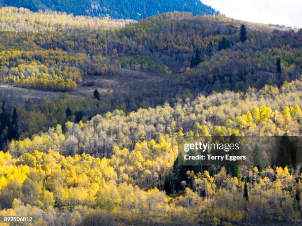 colorful aspens in logan canyon utah in the autumn - wasatch cache national forest stock-fotos und bilder