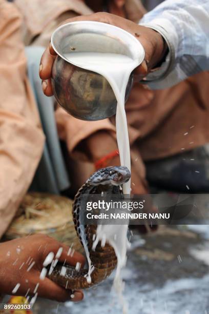 An Indian snake charmer holds a cobra as a devotee pours milk over the serpent at the Shiva Temple in Amritsar on July 26 on the occasion of...