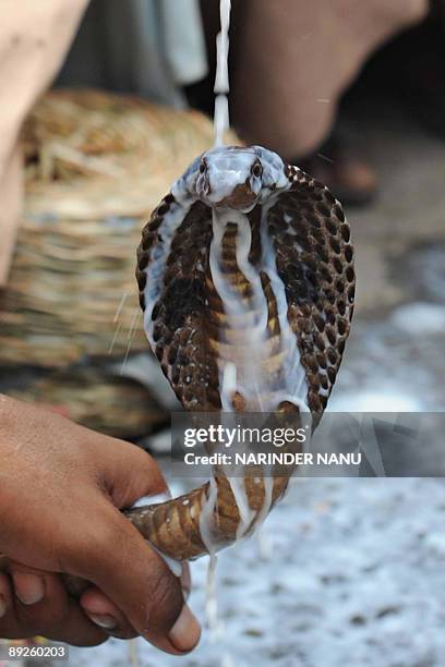 An Indian snake charmer holds a cobra as a devotee pours milk over the serpent at the Shiva Temple in Amritsar on July 26 on the occasion of...