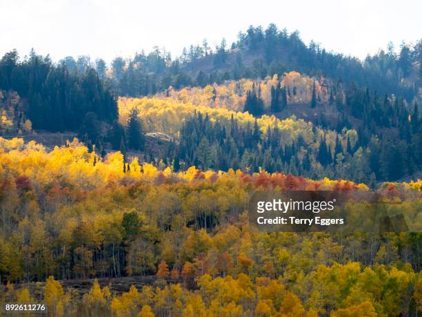 colorful aspens in logan canyon utah in the autumn - wasatch cache national forest stock-fotos und bilder