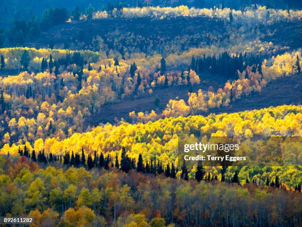 colorful aspens in logan canyon utah in the autumn - wasatch cache national forest stock-fotos und bilder