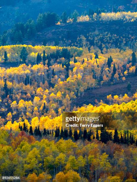 colorful aspens in logan canyon utah in the autumn - wasatch cache national forest stock pictures, royalty-free photos & images