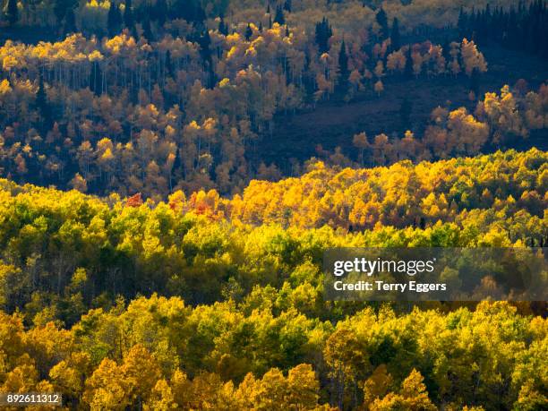 colorful aspens in logan canyon utah in the autumn - wasatch cache national forest stock pictures, royalty-free photos & images