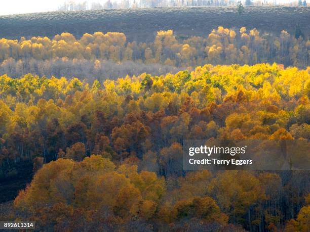 colorful aspens in logan canyon utah in the autumn - wasatch cache national forest stock-fotos und bilder