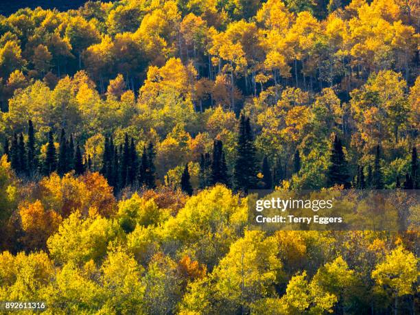 colorful aspens in logan canyon utah in the autumn - wasatch cache national forest stock pictures, royalty-free photos & images