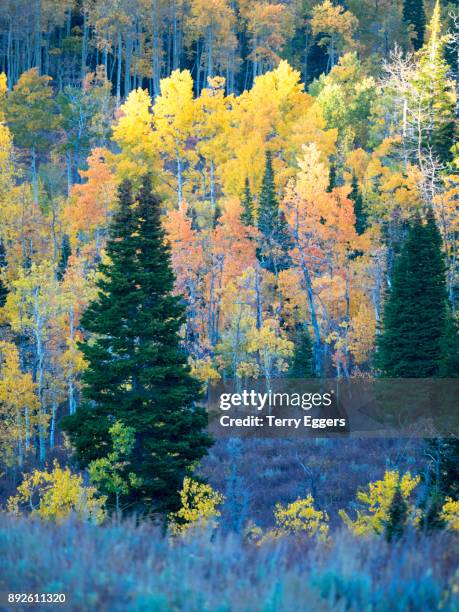 colorful aspens in logan canyon utah in the autumn - wasatch cache national forest stock-fotos und bilder