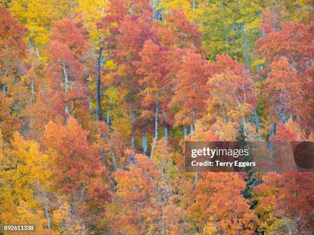 colorful aspens in logan canyon utah in the autumn - wasatch cache national forest stock-fotos und bilder