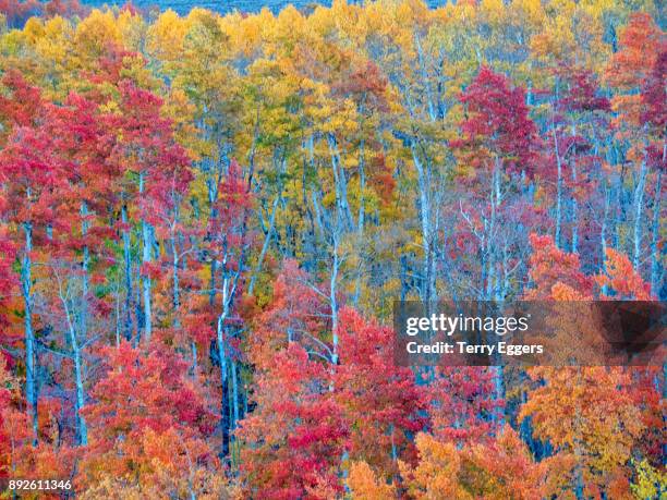 colorful aspens in logan canyon utah in the autumn - wasatch cache national forest stock-fotos und bilder