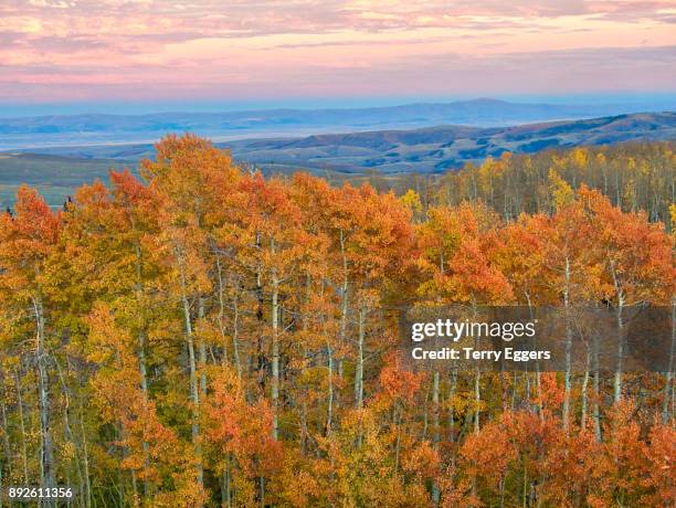 sunset with colorful aspens in logan canyon utah in the autumn - wasatch cache national forest stock-fotos und bilder