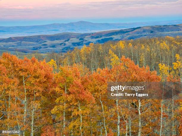 sunset with colorful aspens in logan canyon utah in the autumn - wasatch cache national forest stock-fotos und bilder