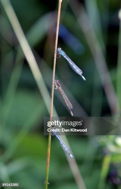 Common Blue damselflies fly through foliage on July 25, 2009 on Romney Marsh, United Kingdom. The national trust announce last week that one in three...