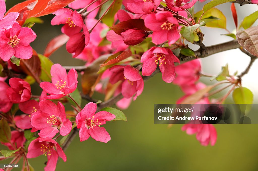 Cherry blossom (Blossumus Cherrius Equistitas)
