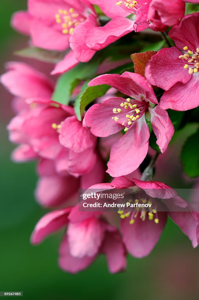 Cherry blossom (Blossumus Cherrius Equistitas)
