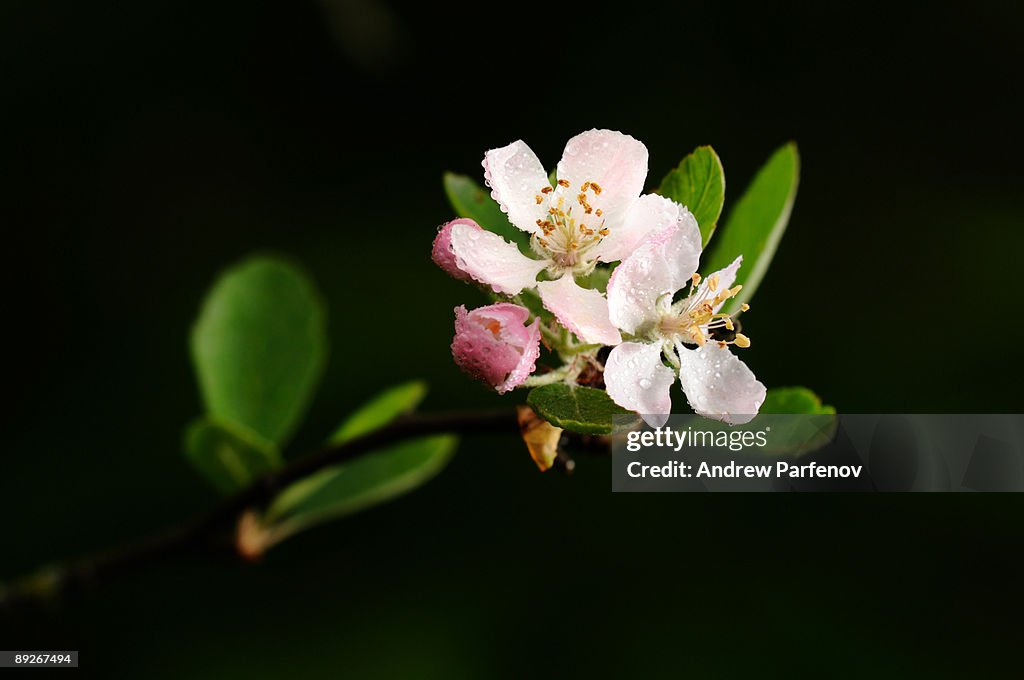 Cherry blossom (Blossumus Cherrius Equistitas)