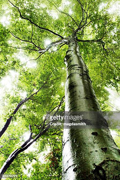 luz del sol a través de los árboles - magdasmith fotografías e imágenes de stock