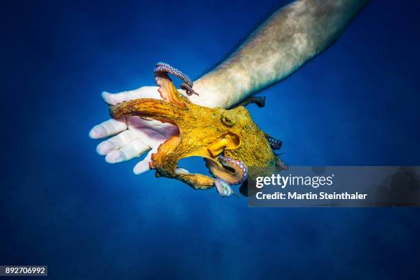 oktopus mit taucherhand unter wasser - tintenfisch - tintenfisch ストックフォトと画像