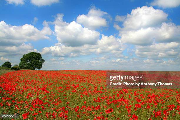 field of red poppies - ledbury stock pictures, royalty-free photos & images