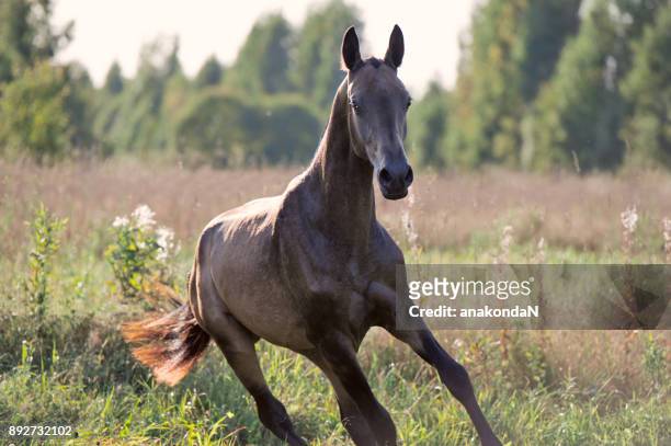 running purebred akhalteke  colt on the meadow - akhalteke stock pictures, royalty-free photos & images