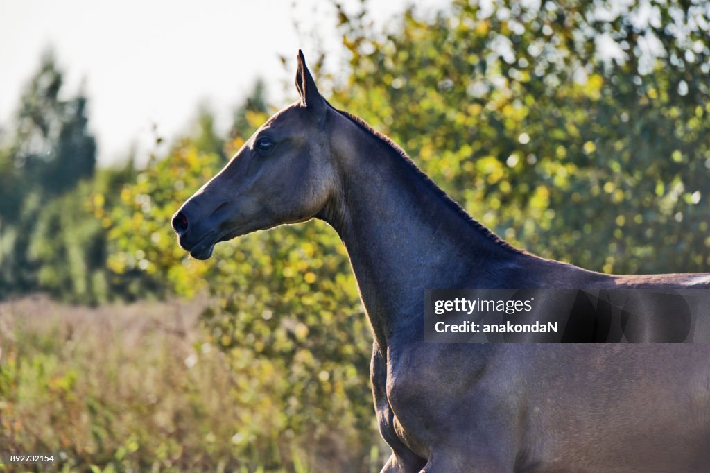 Portrait of running purebred akhalteke  colt on the meadow