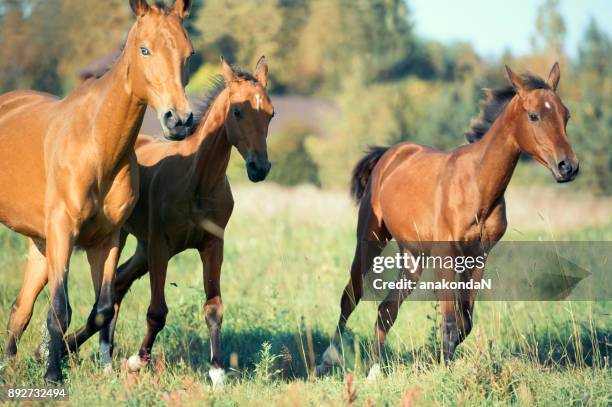 running purebred akhateke foals with dam in meadow - akhalteke stock pictures, royalty-free photos & images