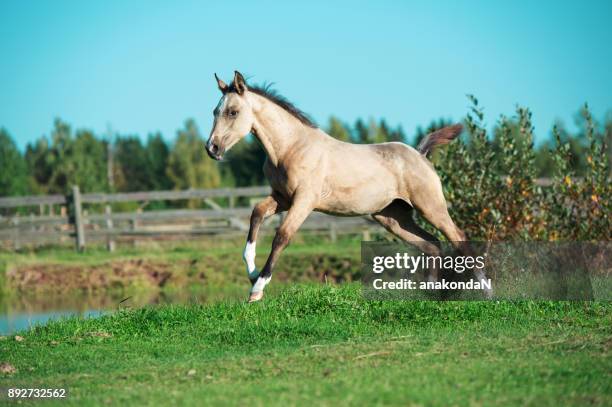 running purebred akhal-teke foal at lake background - akhalteke stock pictures, royalty-free photos & images