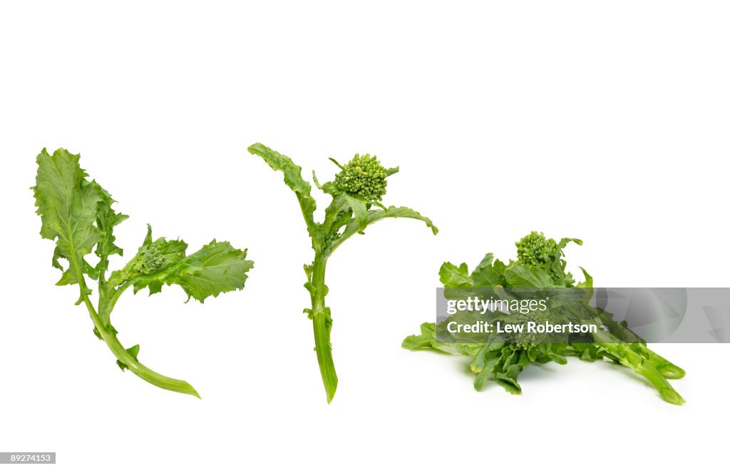 Rapini