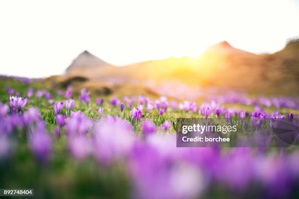 crocus bloemen - krokus stockfoto's en -beelden