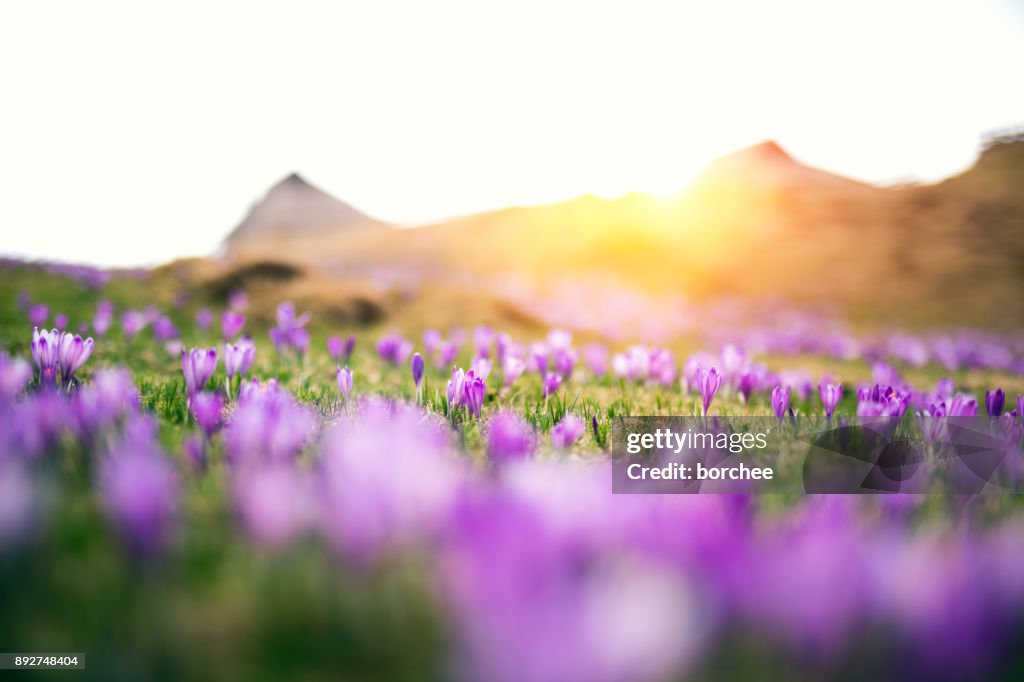 Crocus Flowers