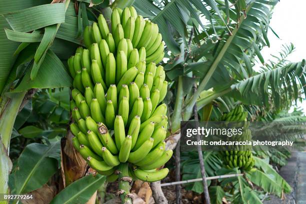banana tree - la palma canarische eilanden stockfoto's en -beelden