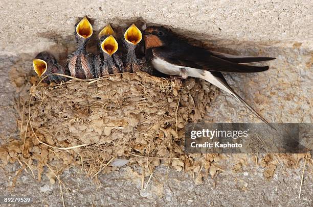 swallow nestings - bird nest stock pictures, royalty-free photos & images