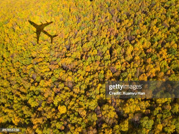 forest with airplane shadow - beauty launch stock pictures, royalty-free photos & images