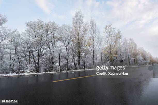 wet road lined by winter trees - wet road stock pictures, royalty-free photos & images