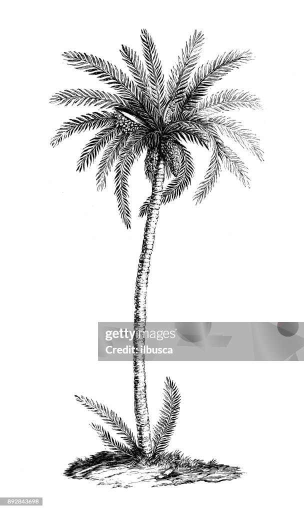 Botanik Pflanzen Antik Gravur Abbildung: Phoenix Dactylifera (Dattelpalme)