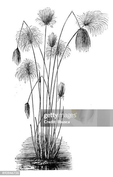 botany plants antique engraving illustration: cyperus papyrus (papyrus sedge, paper reed, indian matting plant, nile grass) - papyrus reed stock illustrations
