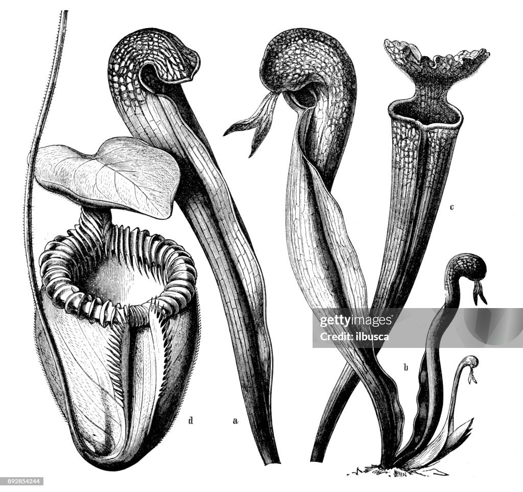 Botany plants antique engraving illustration: Carnivorous plants (Sarracenia, Darlingtonia, Nepenthes)