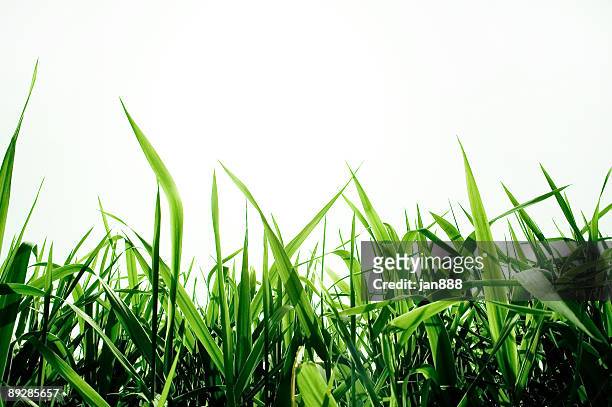 green grass isolated - grasspriet stockfoto's en -beelden