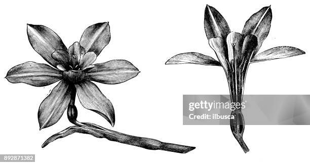 ilustrações de stock, clip art, desenhos animados e ícones de botany plants antique engraving illustration: narcissus pseudonarcissus (wild daffodil or lent lily) - narcissus mythological character