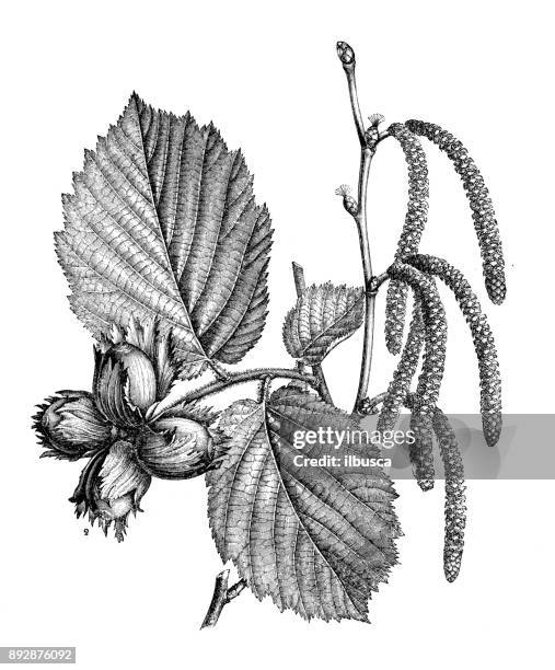 botanik pflanzen antik gravur abbildung: corylus avellana (haselnuss) - haselnuss stock-grafiken, -clipart, -cartoons und -symbole