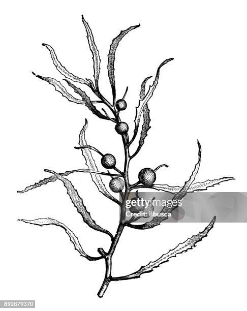 botany plants antique engraving illustration: sargassum natans algae - sorghastrum nutans stock illustrations