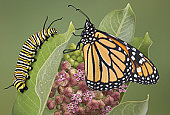 Monarch and caterpillar on milkweed plant