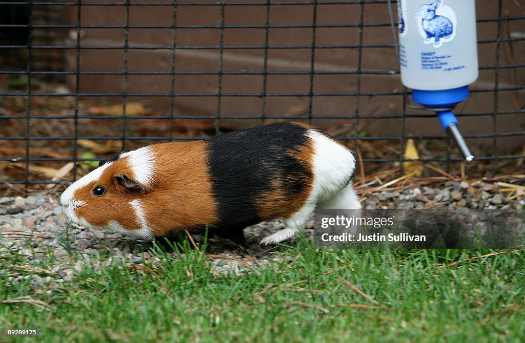Disney's New Blockbuster Featuring Guinea Pigs Sparks Interest In The Pets