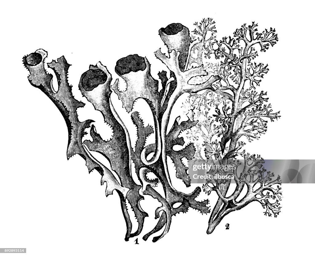 Botany plants antique engraving illustration: Lichens, Cetraria islandica, Cladonia rangiferina