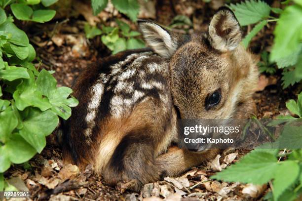 fawn - baby deer stock pictures, royalty-free photos & images