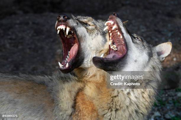 wolf's fight - animal teeth stock pictures, royalty-free photos & images