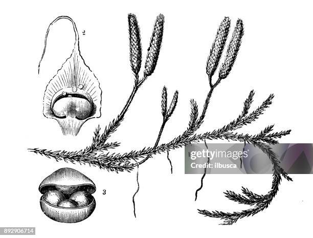 botany plants antique engraving illustration: lycopodium (ground pines, creeping cedar) - lycopodiaceae stock illustrations
