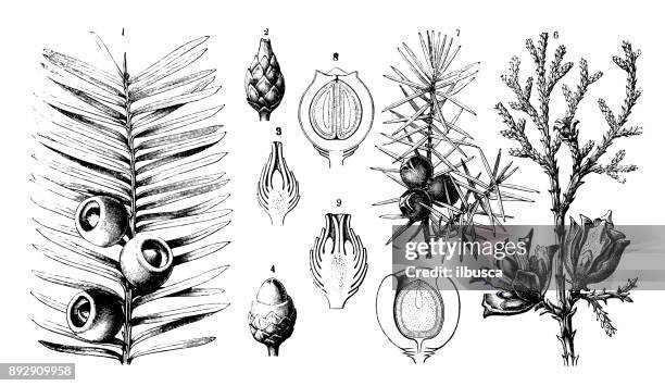 ilustrações, clipart, desenhos animados e ícones de plantas de botânica antiga ilustração de gravura: taxus baccata (teixo), platycladus orientalis (thuja chinês), juniperus communis (zimbro) - cedro vermelho do oeste