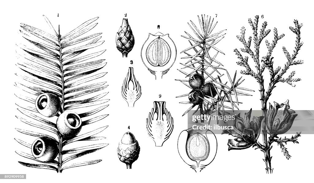 Botany plants antique engraving illustration: Taxus baccata (yew), Platycladus orientalis (Chinese thuja), Juniperus communis (juniper)